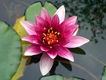 flower hd wallpaper laptop nature free full lotus stock photo