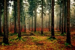 wood tree nature landscape forest fall green mood stock photo