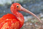 nature wildlife bird red sickle ibis beak stock photo