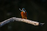bird kingfisher animal nature branch perched wallpaper black stock photo