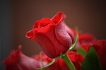 flower rose red love flora nature petal beautiful stock photo