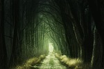 secret forest darkness nature trees avenue passage gang stock photo