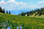 field flowers meadow landscape mountains alps alpine scenery stock photo