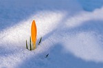 spring awakening crocus flower snow cover break background stock photo
