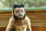 wildlife nature ape animal portrait mammal primate zoo stock photo
