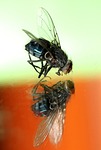 fly insect wet macro reflex stock photo