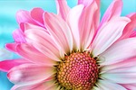 flower beautiful flowers nature flora petal wallpaper summer stock photo