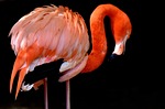 flamingo bird multicoloured colorful nature feathers proudly tierpark stock photo
