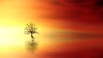 sunset tree dawn sun nature dusk eve heaven stock photo