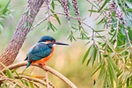 kingfisher natural bird wildlife animal color tree leaf stock photo