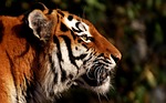 tiger predator fur beautiful dangerous big cat wildlife stock photo