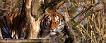 tiger predator fur beautiful dangerous big cat wildlife stock photo