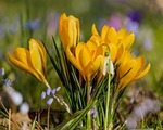 crocus flower wallpaper beautiful flowers yellow plants spring stock photo