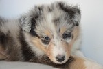 puppy shetland sheepdog young dog onyx color blue stock photo