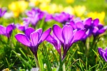 flowers flower background wallpaper nature crocus meadow beautiful stock photo
