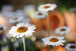 nature beautiful flowers daisies daisy flower plant spring stock photo