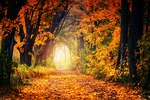 fall avenue path leaves tree nature forest relax stock photo