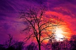 tree bare winter sunset sky dusk color red stock photo