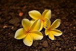 plumeria frangipani petal nature yellowish flower fall bali stock photo
