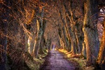 nature trees landscape avenue abendstimmung mood atmospheric away stock photo
