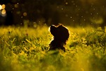 grass animal nature dog silhouette puppy pet gorgeous stock photo