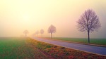dawn road fog landscape trees nature field meadow stock photo