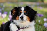 australian shepherd dog animal herding good-natured protective female stock photo