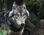 wolf predator grey animal nature mammal portrait savage stock photo
