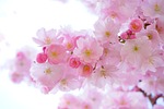 pink cherry blossoms flower background flowers branch sakura stock photo