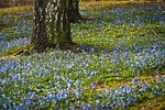 siberian squill flowers plants flower background scilla bluebells stock photo