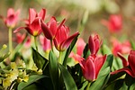 tulips red flower wallpaper blossoms spring background beautiful stock photo