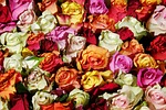 roses flowers flower background rose bloom petals nature stock photo