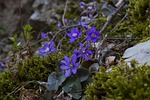 harbinger of spring liverflower hahnenfu greenhouse common liverwort stock photo