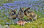 rabbits easter bunny chicken eggs crocus meadow stock photo