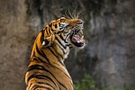tiger cat big animal predator roar wild pet stock photo
