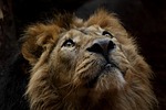 lion animal mane mammal predator wildlife safari zoo stock photo