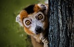lemur curious halfaap peek a boo ring-tailed surprise stock photo