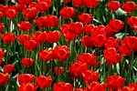 nature garden plant tulip season bulbous red field stock photo