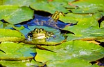 frog water pond amphibian animal green lily pad stock photo