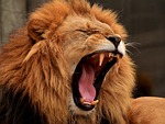 lion predator mane nature big cat yawning roar stock photo