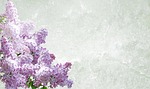 greeting card lilac flower wallpaper nature background beautiful stock photo