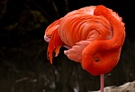 flamingo nature bird multicoloured colorful feathers proudly tierpark stock photo