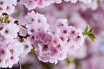 cherry blossoms japanese tree flower background pink nature stock photo