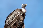 vulture bird wildlife nature birds of prey animal stock photo
