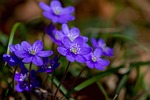 flower liverflower hepatica nature plant forest buttercup ranunculaceae stock photo