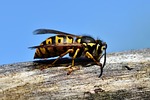 hornet insect wasp sting animal macro prickly close stock photo