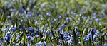 siberian squill flowers plants scilla bluebells blue bloom stock photo