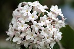 viburnum pink flowering white ball nature flowers spring stock photo