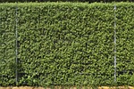fence hedge liguster plant leaf garden delimitation enclosure stock photo