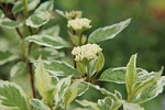 dogwood-variegated dogwood flowers of nature flowering shrub leaf stock photo